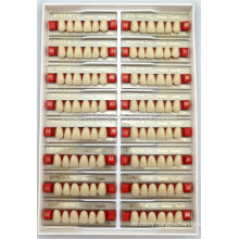 Manufacturer of 2 Layer Teeth for Upper Anterior Packing